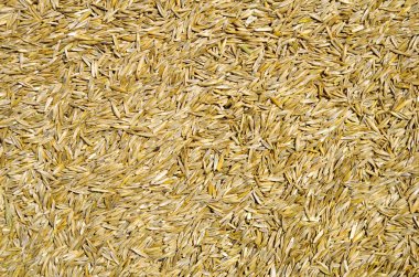 çim tohumu arka plan