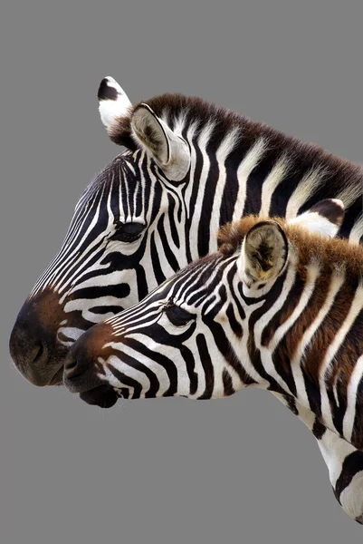 Zebra familj — Stockfoto