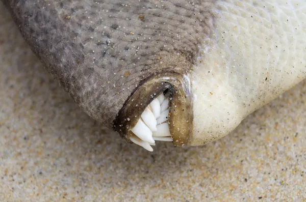 鱼的牙齿 — 图库照片