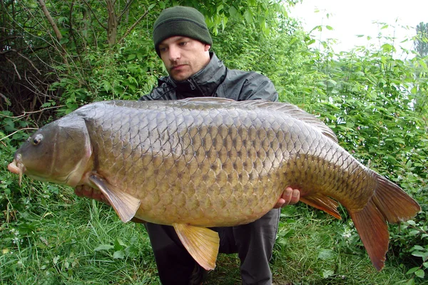 Scène de pêche, carpe commune — Photo