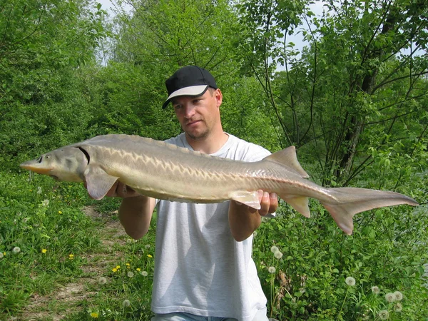 Fiske scen. Sturgeon — Stockfoto