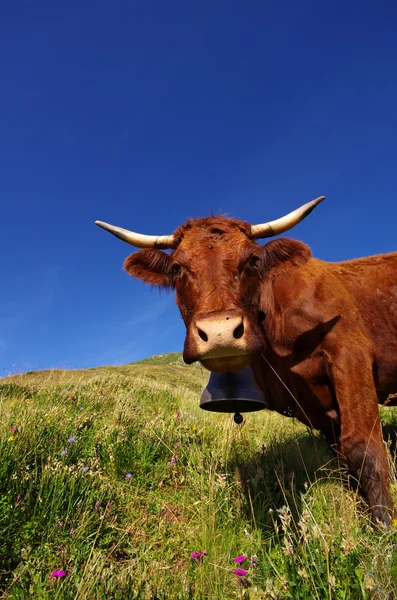 Francese Salers mucca — Foto Stock