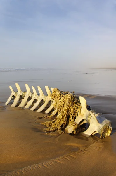 Esqueleto de cetáceo — Fotografia de Stock