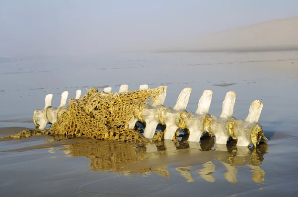 Deniz iskelet — Stok fotoğraf