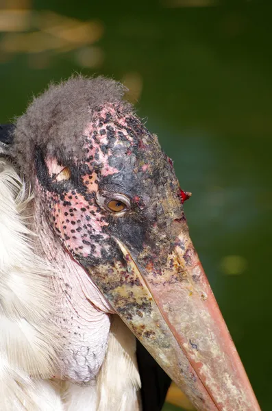 Marabou stork - Stock-foto