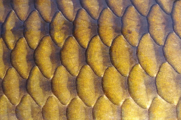 Rybí váhy — Stock fotografie