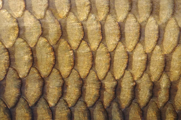 Escalas de pescado —  Fotos de Stock