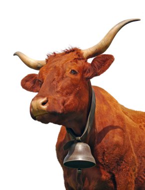 Cow portrait clipart