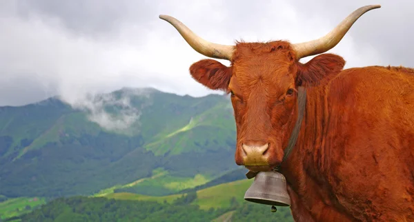 Französische Kuh — Stockfoto