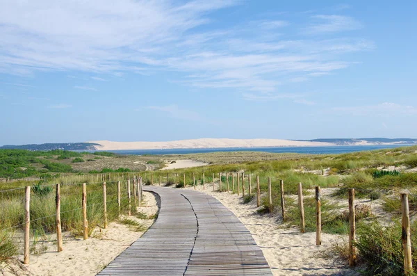 Passera di mare — Foto Stock