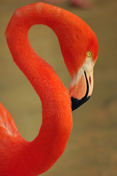 Flamingo merah — Stok Foto