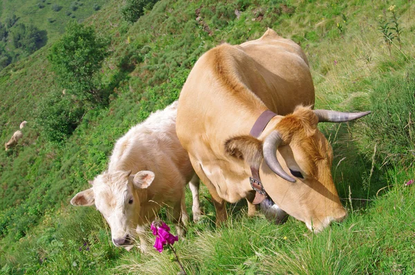 Dana, inek — Stok fotoğraf