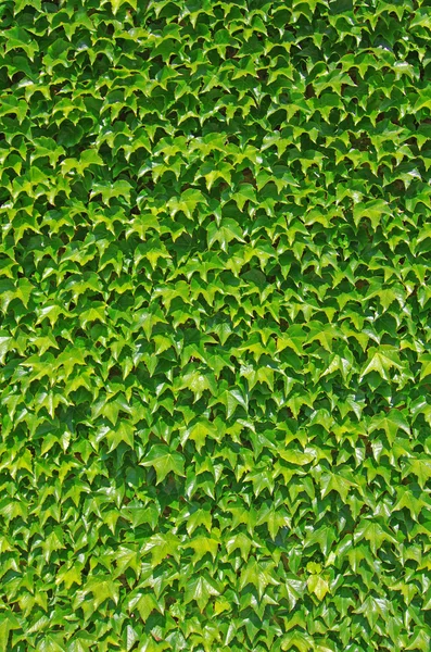 Ivy muur — Stockfoto