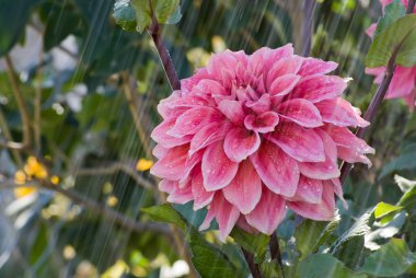 Dahlia çiçeği ve düşen su damlaları