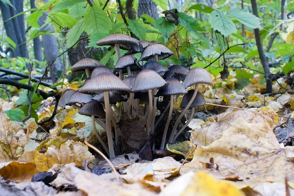 Forest toadstools coprinus — Stock Photo, Image