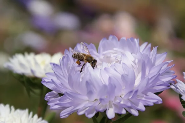 Med včelí sbírání nektaru na modrém aster — Stock fotografie