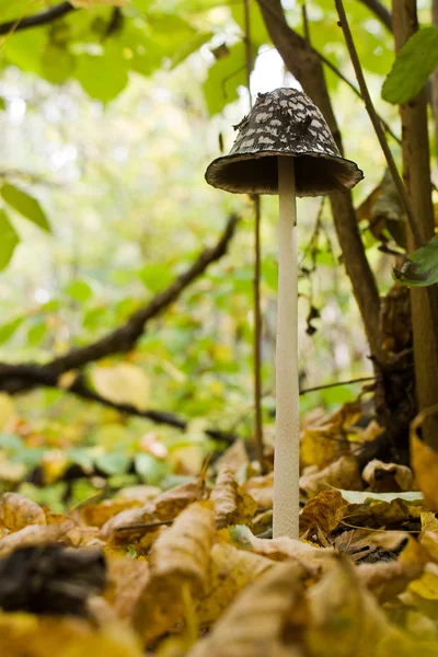 Tall autumn mushroom in the forest — Stock Photo, Image