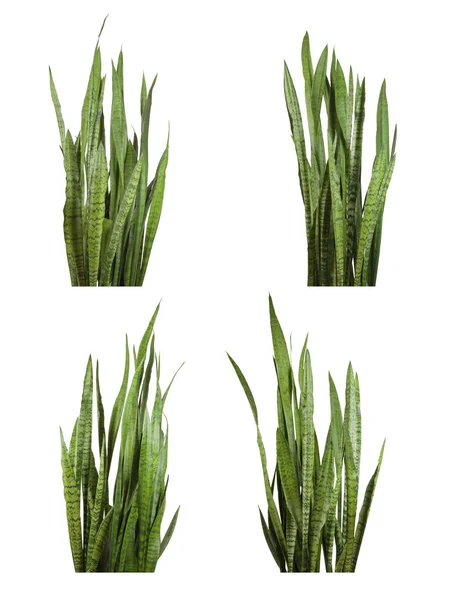 Sansevieria trifasciata växt (snake växt) — Stockfoto