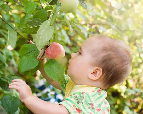 Adorable baby girl looking red apple in the fruit garden under an apple tree — Stock Photo, Image