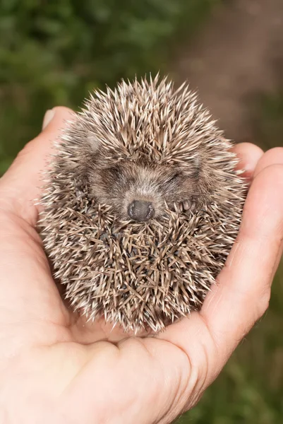 Pequeño erizo — Foto de Stock