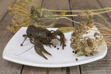 kare plaka üzerinde yeşil kerevit