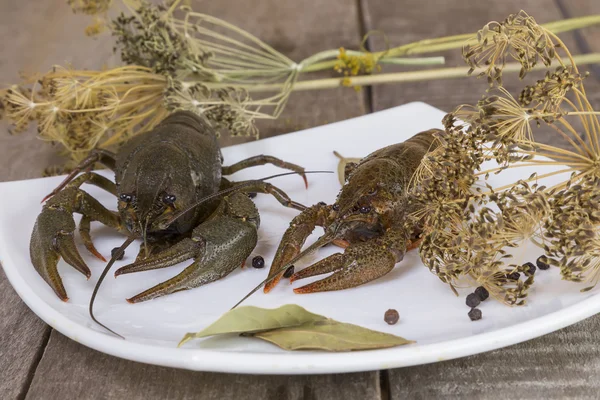 Groene rivierkreeft op de vierkante plaat — Stockfoto