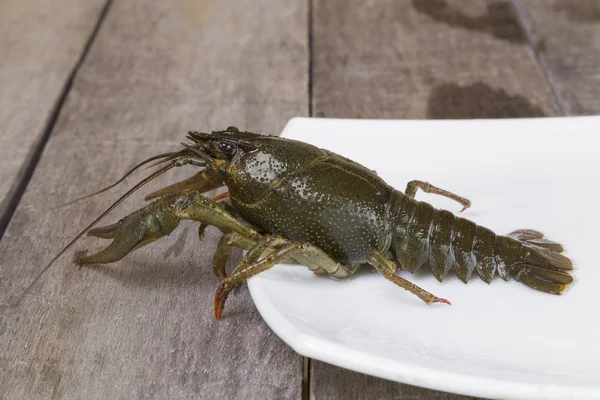 Groene rivierkreeft op de vierkante plaat — Stockfoto