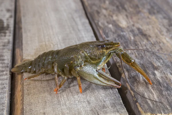 Levende groene rivierkreeft — Stockfoto