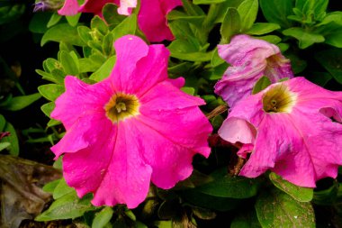 Makro fotoğraf güzel pembe Alcea çiçeği Tayland 'da