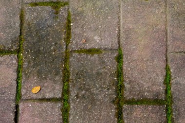 Kaldırımda arka plan ve soyut için yeşil yosun var..