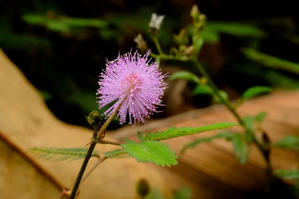 园子里的粉红菊花布丁 — 图库照片