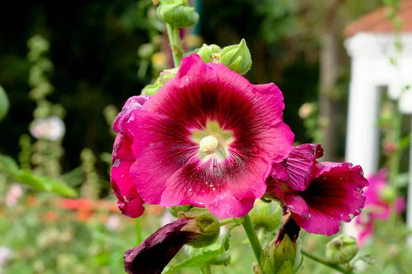 Macro Foto Linda Rosa Alcea Flor Tailândia — Fotografia de Stock