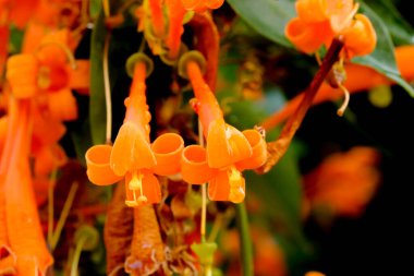 Turuncu Pyrostegia venustası çiçek ve seçici odak bırakır