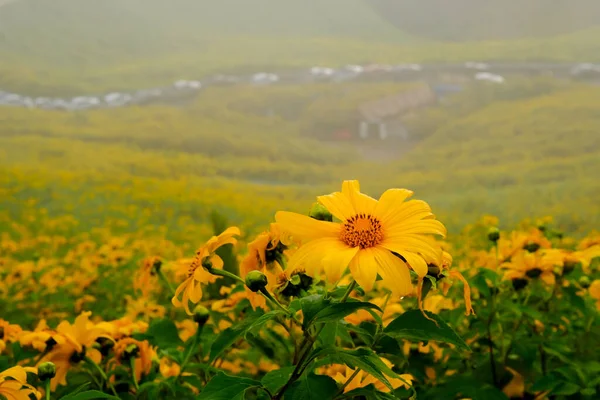 Tree Marigold Yellow Flowers National Garden Park Mountain Hills Chiang — ストック写真