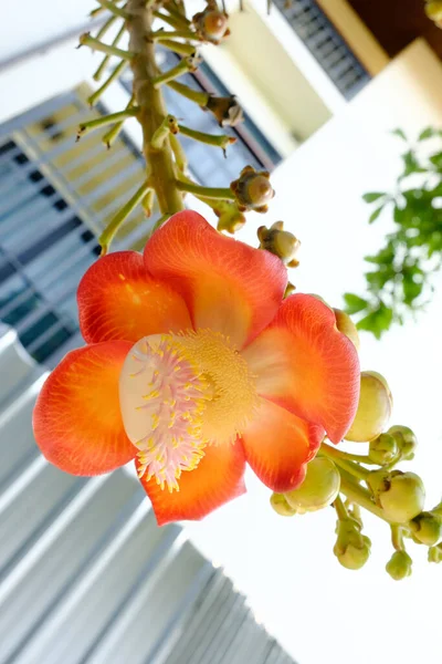 Shorea Robusta Oder Cannonball Blume Vom Baum — Stockfoto