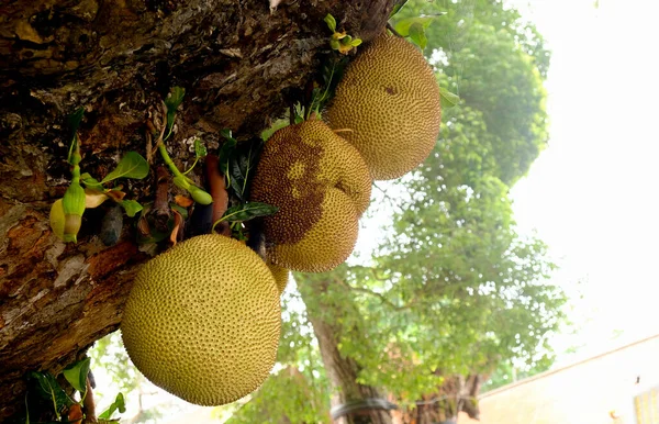 Jackfrucht Auf Dem Jackfruchtbaum Tropische Früchte Auf Natur Blatt Hintergrund — Stockfoto