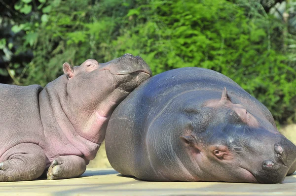 Przyjaciele szczęśliwy hipopotam — Zdjęcie stockowe