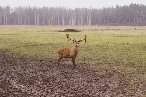 Rådjur i en naturlig plats ganska — Stockfoto