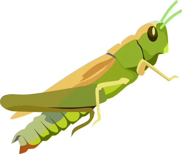 Gambar Vektor Hewan Serangga Grasshoper - Stok Vektor