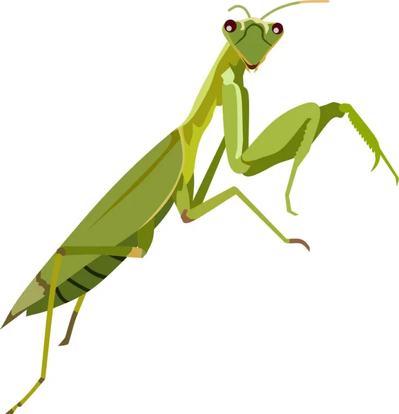 Rezar Imagen Vectorial Insectos Mantis — Vector de stock