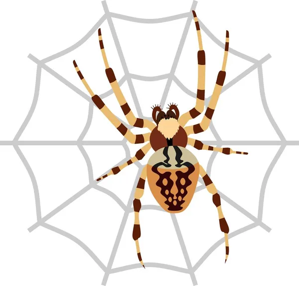 Spider Arthropods Gambar Hewan Vektor - Stok Vektor