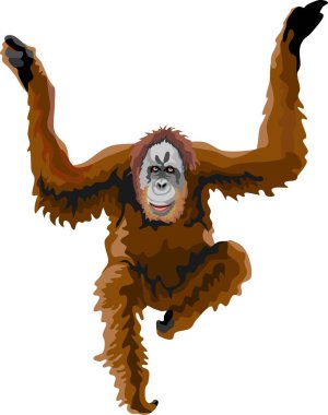 Orangutan Mammal Animal Vector