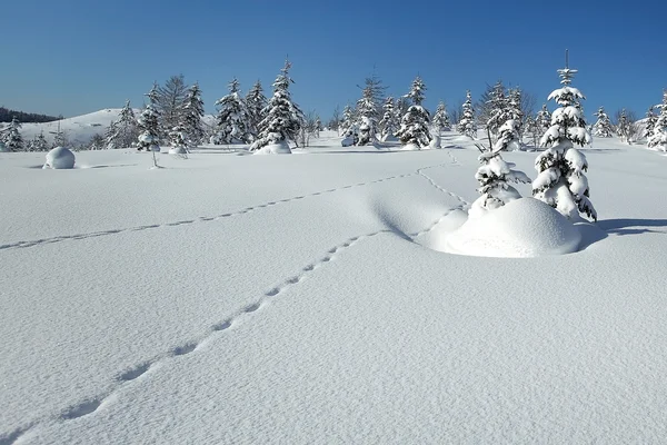 Kış çöl — Stok fotoğraf