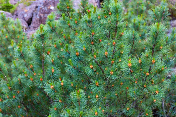 Pinus szil Stock Fotó
