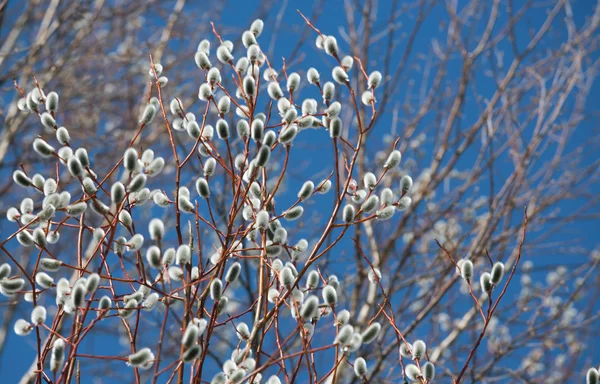 Pussy Willow — Stockfoto