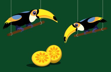 karikatür toucans