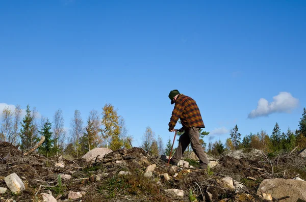 Woodman plants tree seedlings — Stock Photo, Image