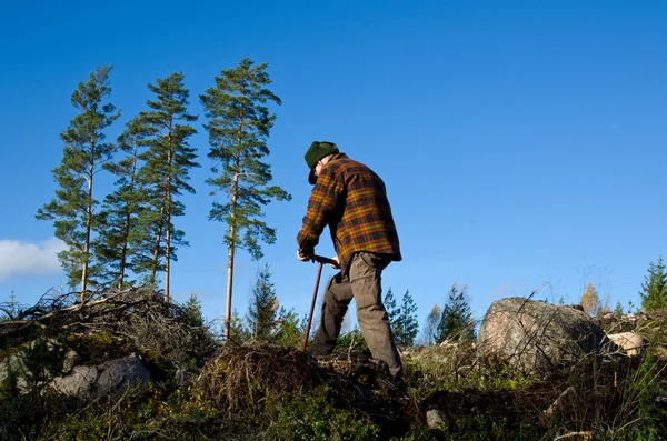 Человек сажает деревья — стоковое фото
