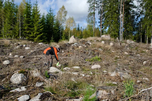 Forest plant treatment — Stock Photo, Image