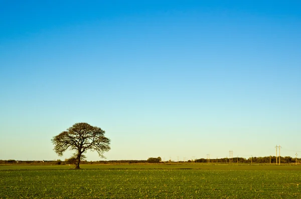 Stock image Solitaire tree